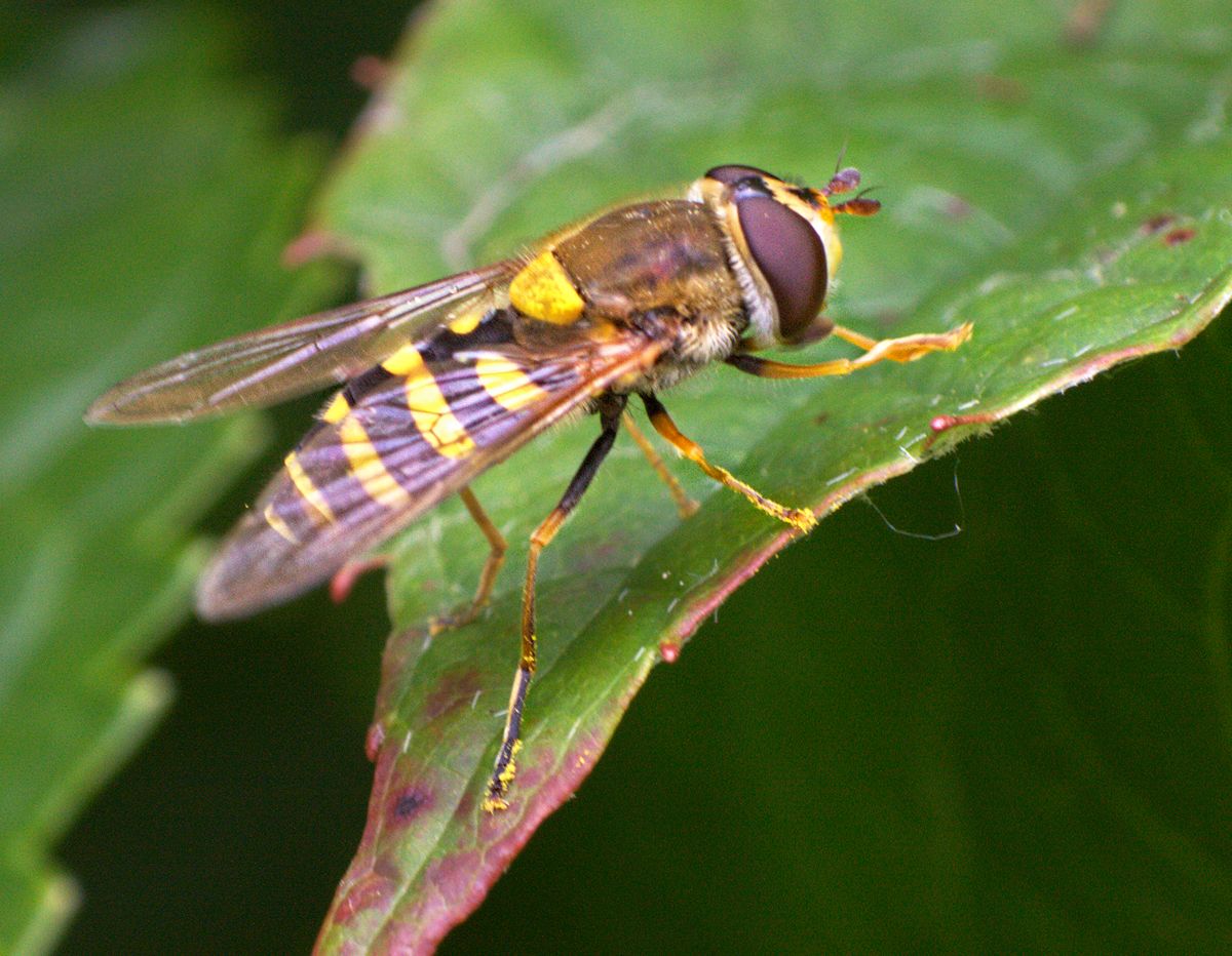 Syrphus vitripennis da confermare